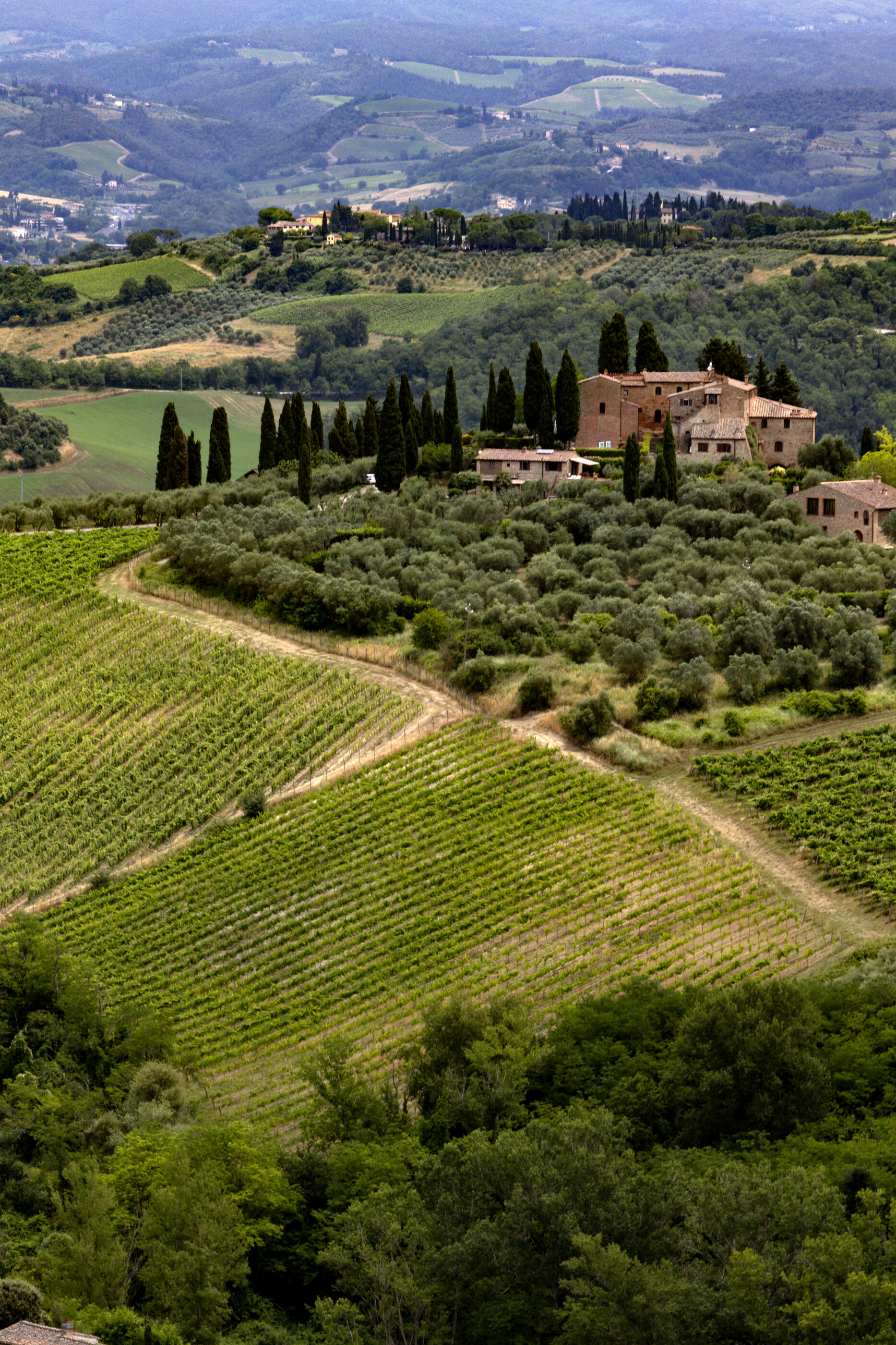 Italian countryside in the late afternoon, rolling vineyards and olive groves with a hilltop village in the distance.
