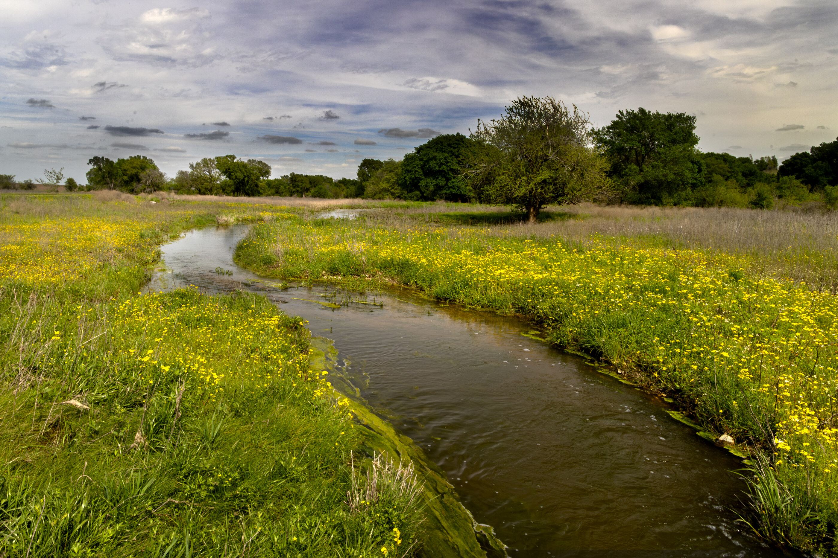 A slow stream winding through a yellow meadow with a single tree at sunset. No people. Quiet, slow, rural moment.
