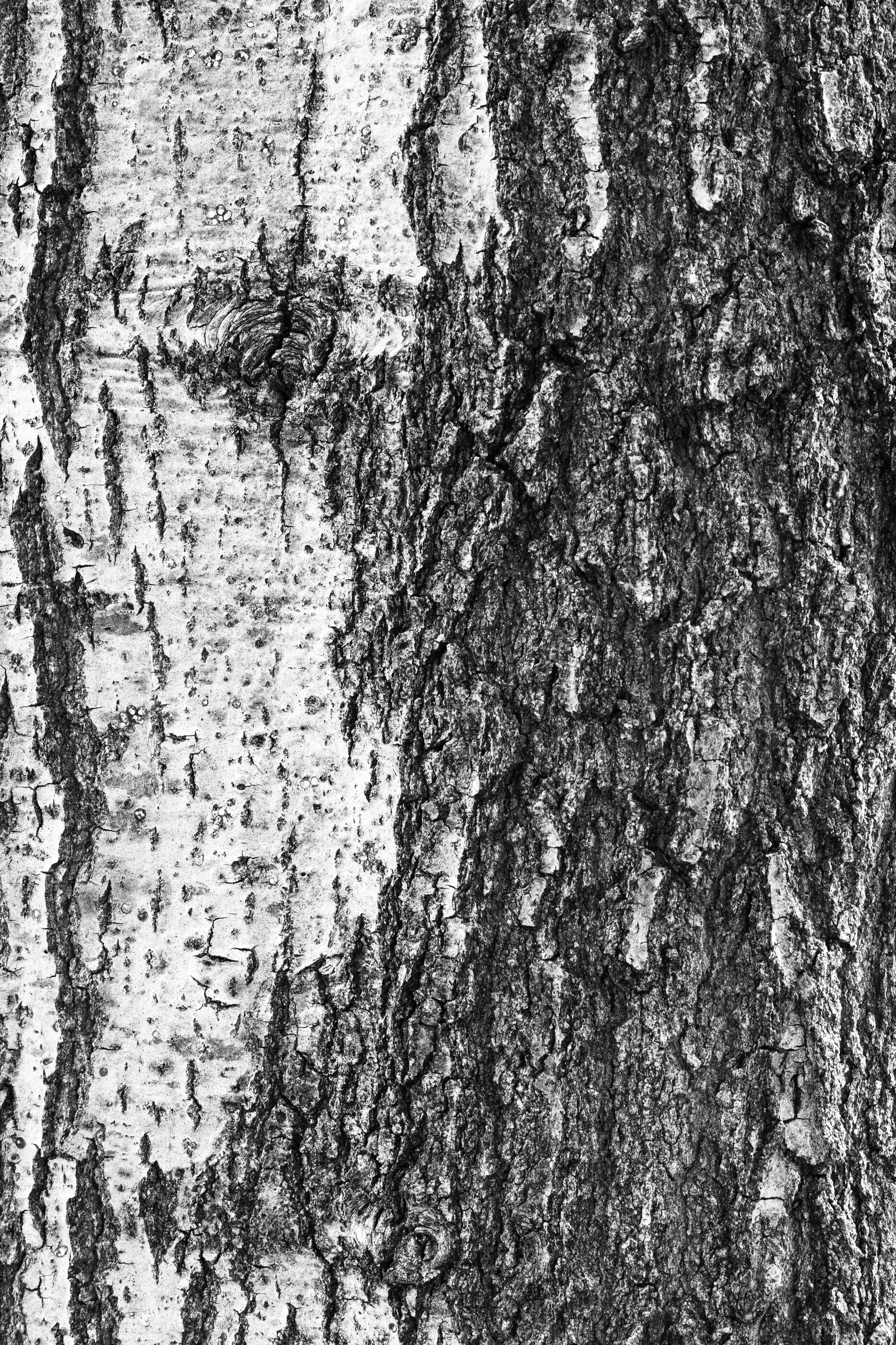 A close black-and-white texture study of tree bark filling the frame. No people. Pure object/texture study.