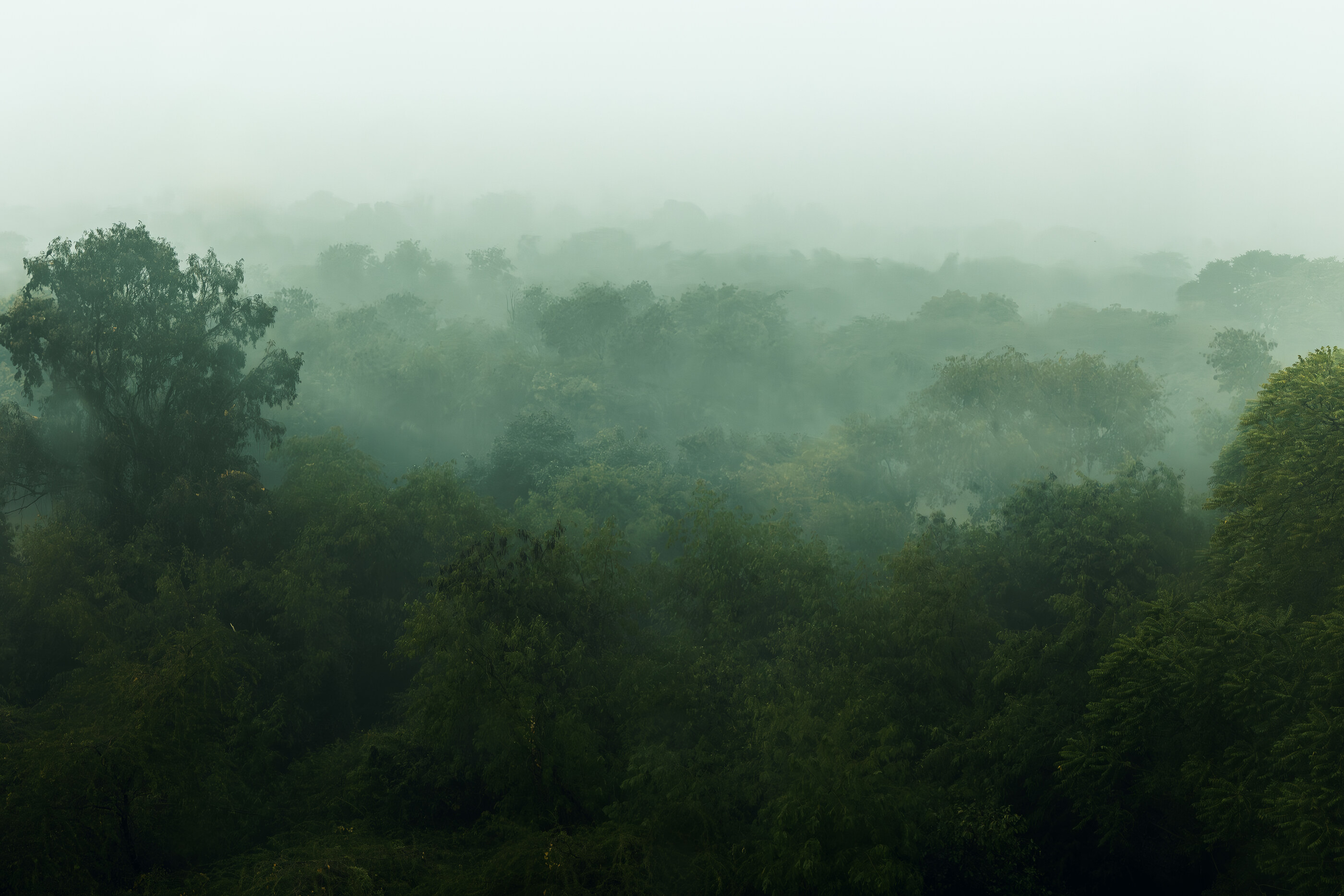 A foggy forest of green trees with mist hanging in the canopy, no horizon line. No people. The photograph is about the silence and density of the misty forest.