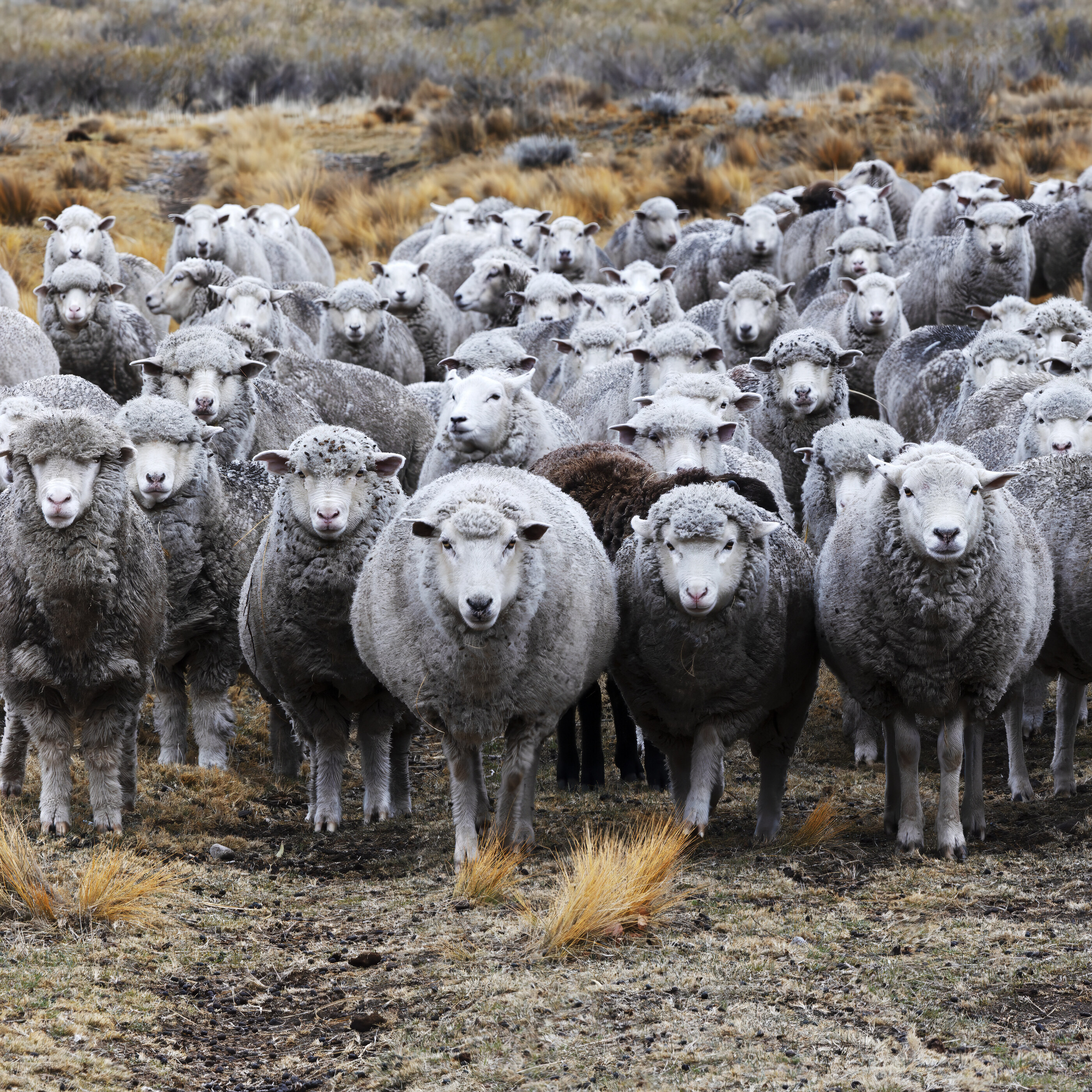A close pack of grazing sheep filling the frame, soft daylight on white fleece. No people. The animals are the subject; a quiet farm moment.
