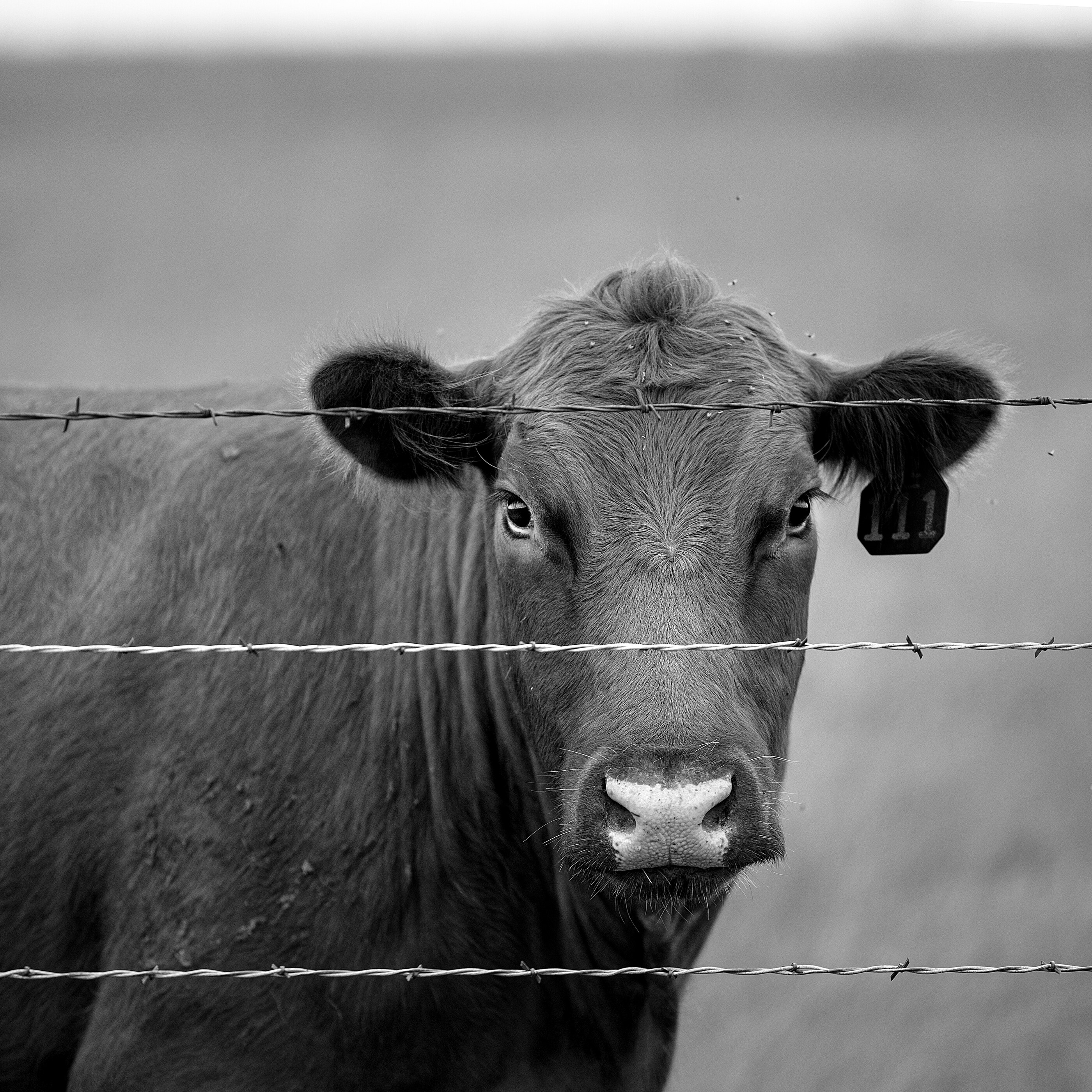 A close black-and-white portrait of a cow's face looking directly at the camera. The cow fills the frame; it is the subject. A still, slow animal study.